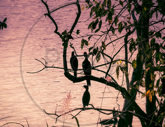 Birds near lake