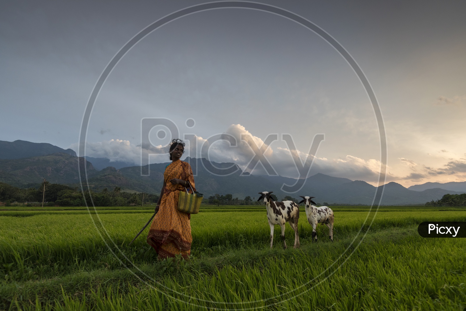 An Indian village Woman With Her Goats in a Paddy Field