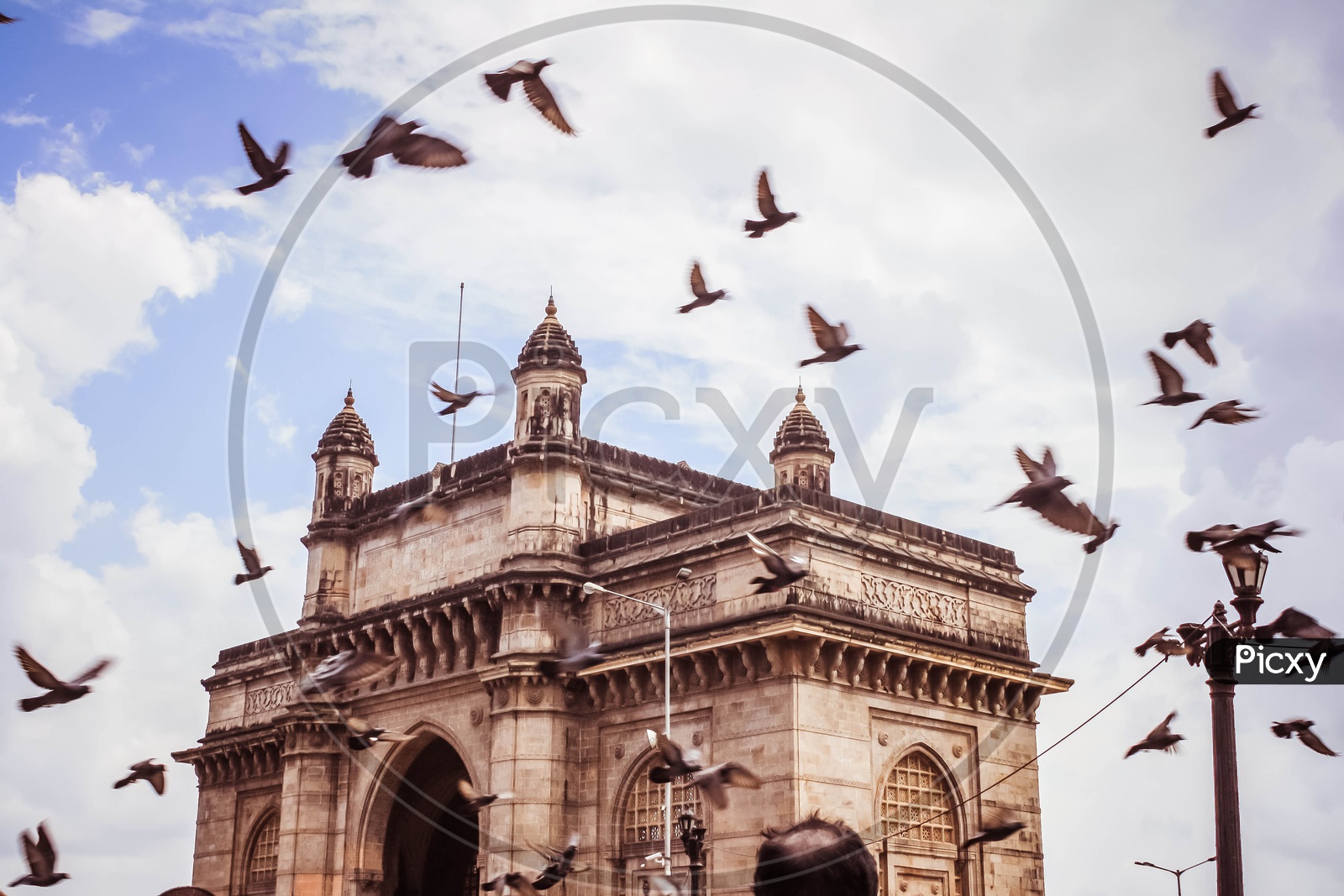 Birds at Gateway of India