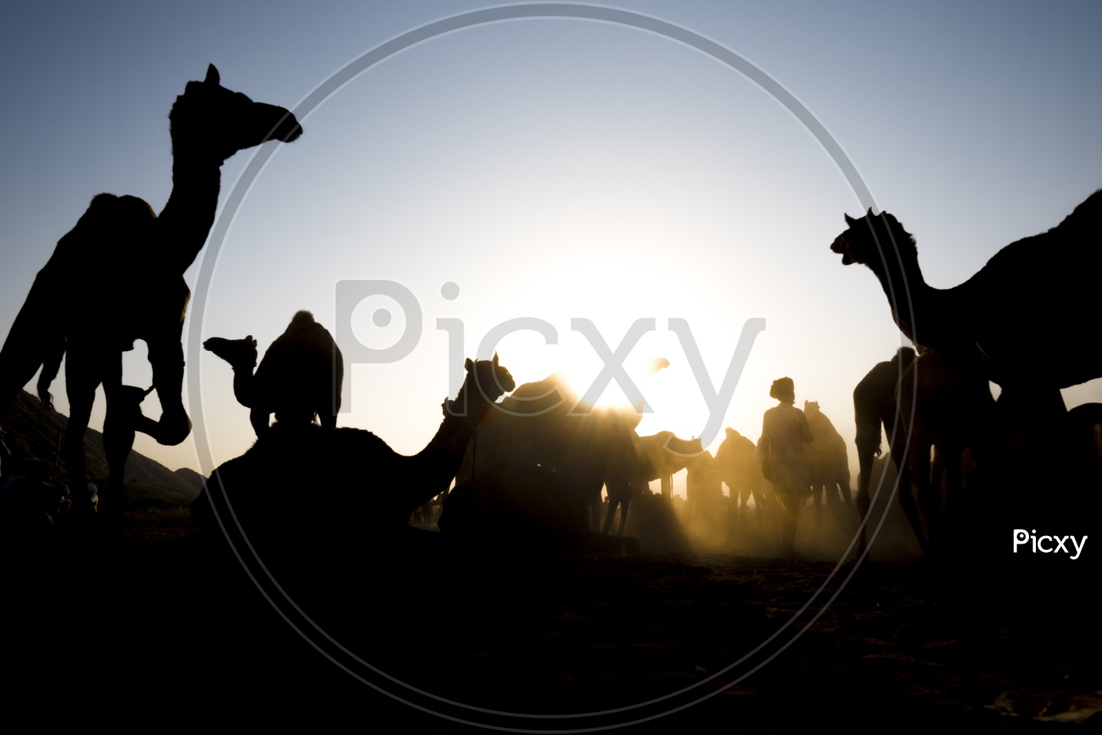Silhouette Of Camels In Pushkar