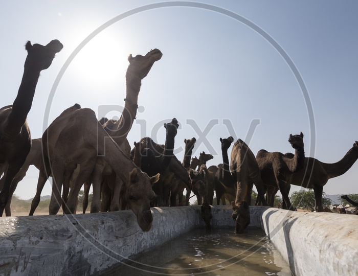 Camels Drinking Water   In Pushkar Camel Fair