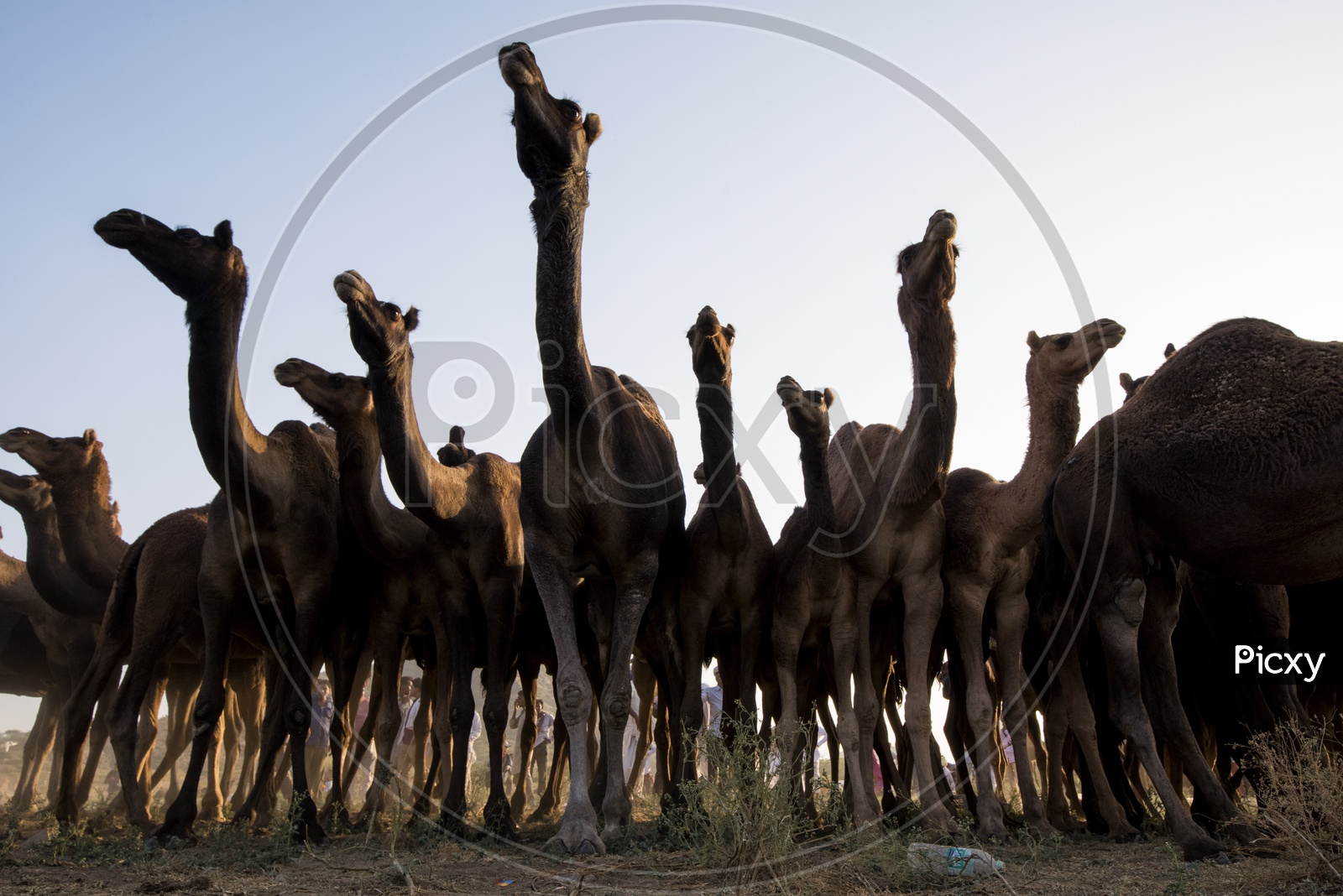 Silhouette Of Camels in Pushkar Camel Fair