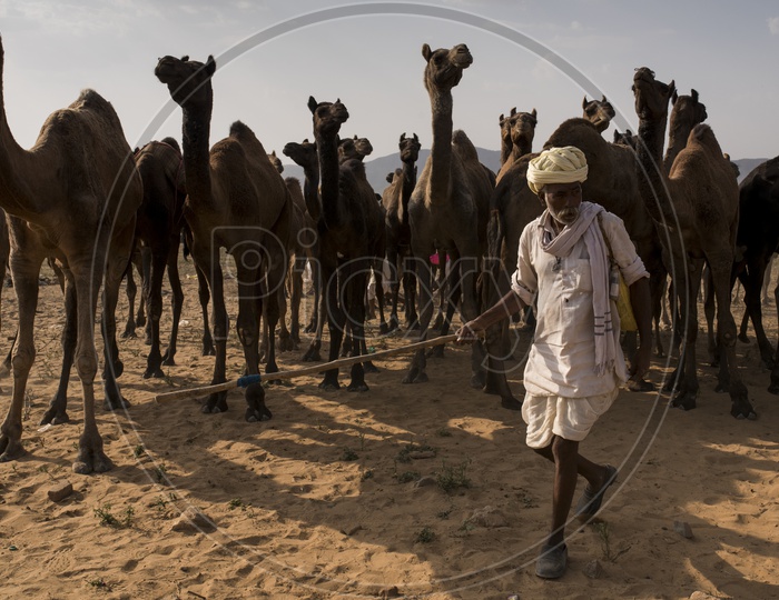 A   Camel traders Between The Camel Herds In Pushkar Camel Fair and Discussing about The Trading