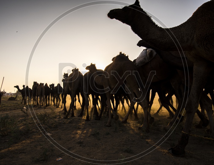Silhouette of Camels In Pushkar Camel Fair