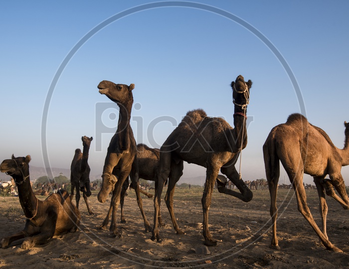 Camels  In Pushkar Camel Fair