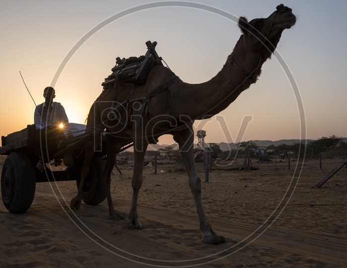 Silhouette Of Camel cart  In Pushkar