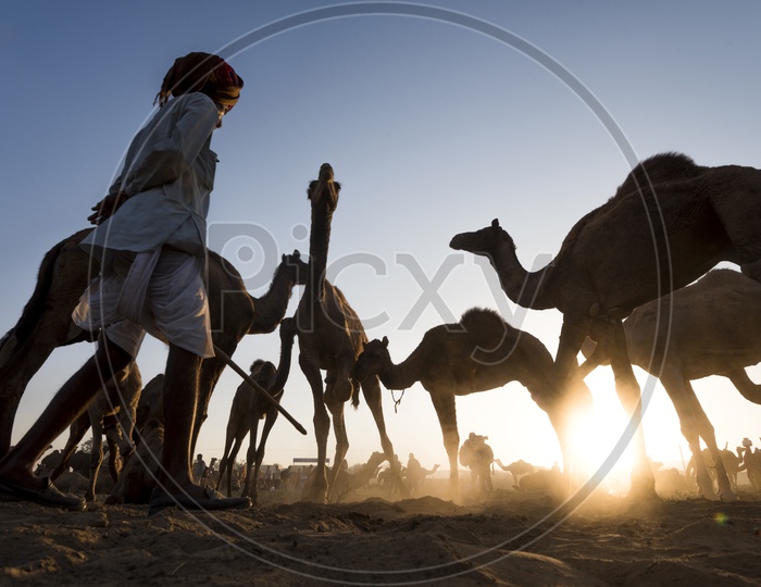 Silhouette of  A Camel Herders With His Camels  In Pushkar Camel Fair