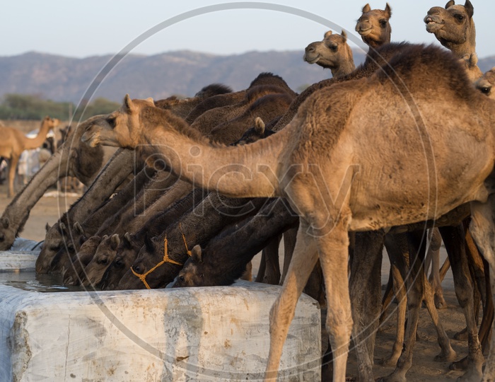 Camels Drinking Water in Tanks In Pushkar Camel  fair