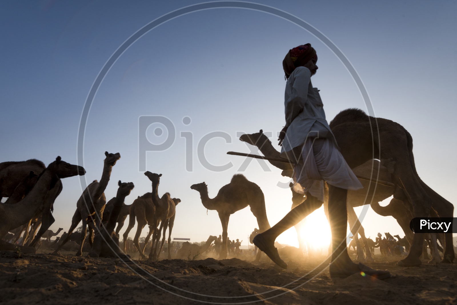 Silhouette of  A Camel Herders With His Camels  In Pushkar Camel Fair