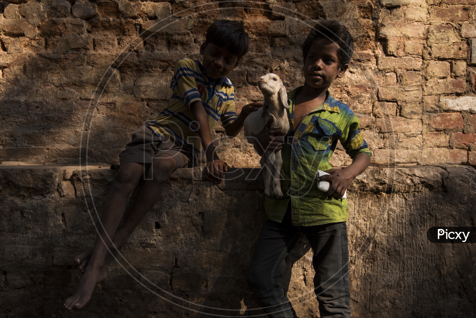 Indian Boy Children Holding a Lamb In Hands In Varanasi