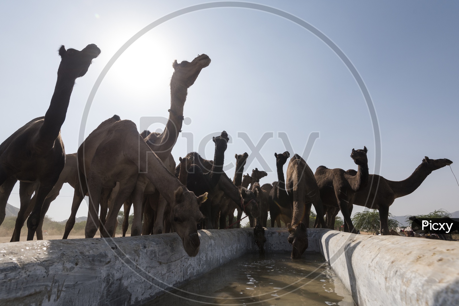 Camels Drinking Water   In Pushkar Camel Fair