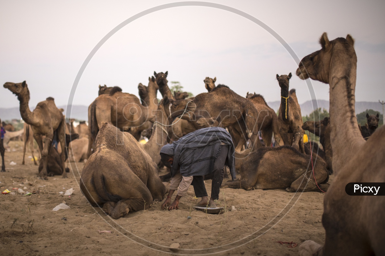 Camel Herders With Camels in Pushkar Camel Fair