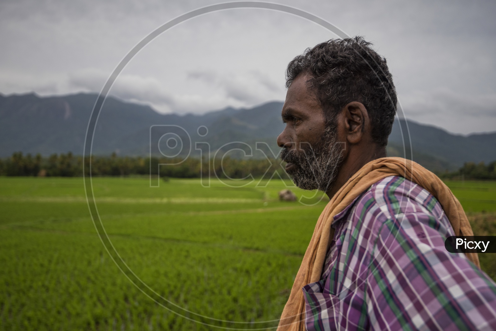 A Farmer In His Paddy Field