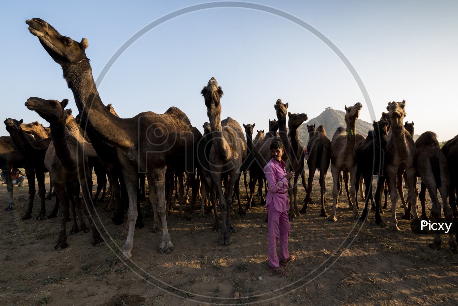 A Camel herder With His Camels in Pushkar Camel Fair