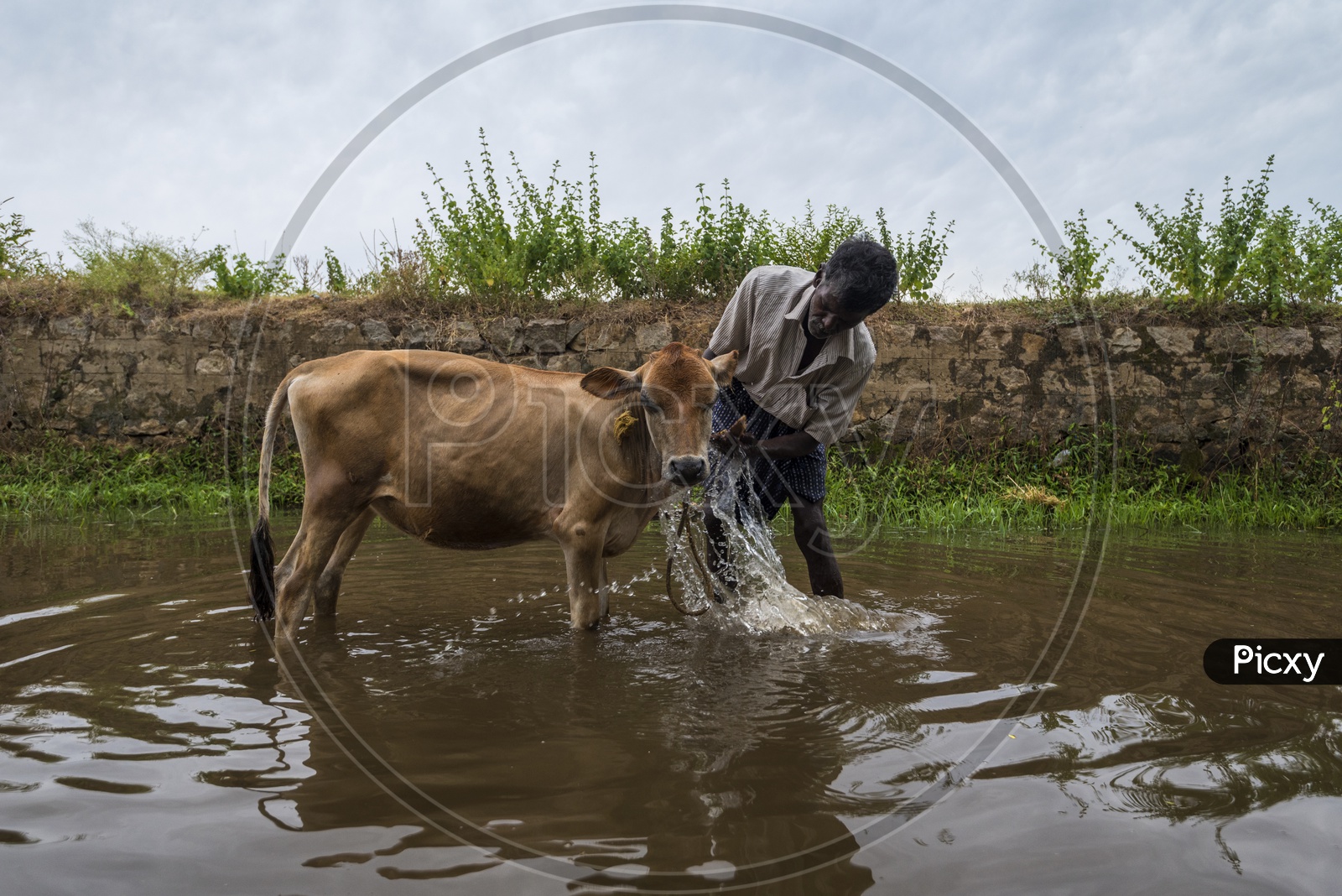 A Farmer Bathing His Calf in a Water Pond in a Village
