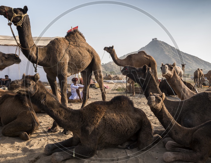 Camels In Pushkar Camel Fair