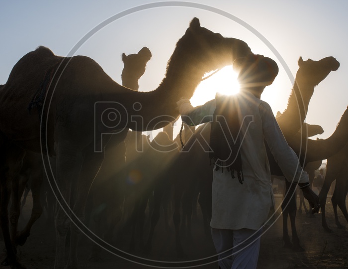 Silhouette Of Camels In Pushkar
