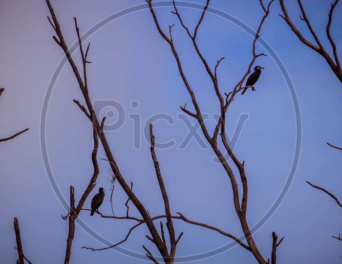 Birds on trees