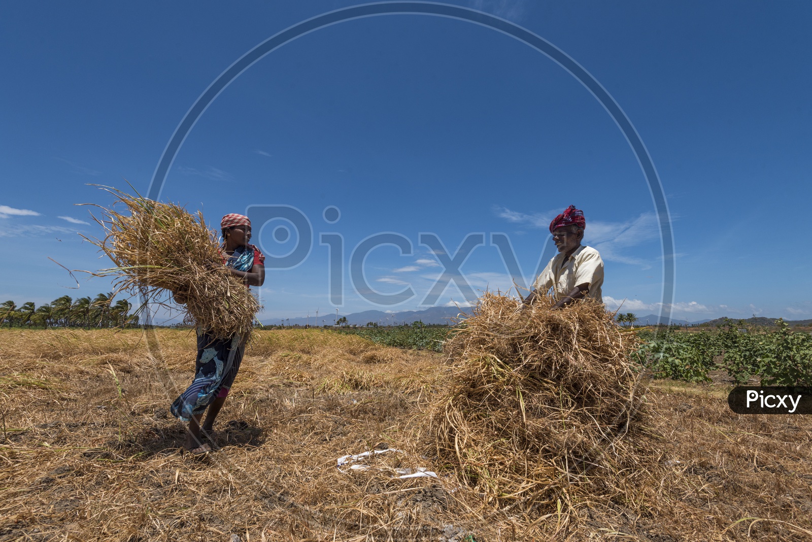 Farmer Couple Working In their Field