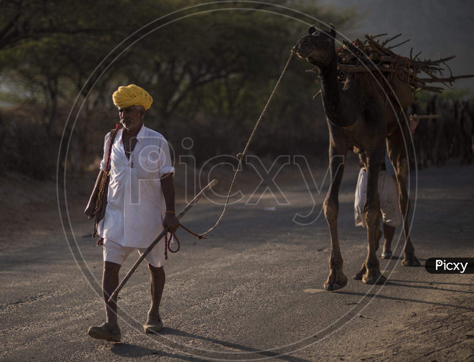 A Camel Herder With His Camel In Pushkar Camel Fair