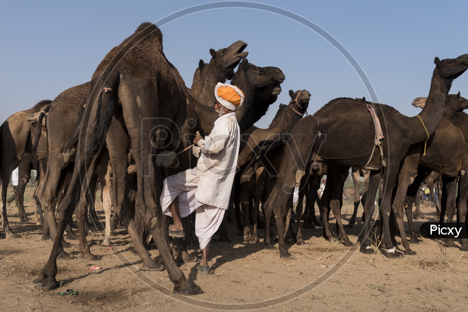 A Camel Herders With His Camels  In Pushkar Camel Fair