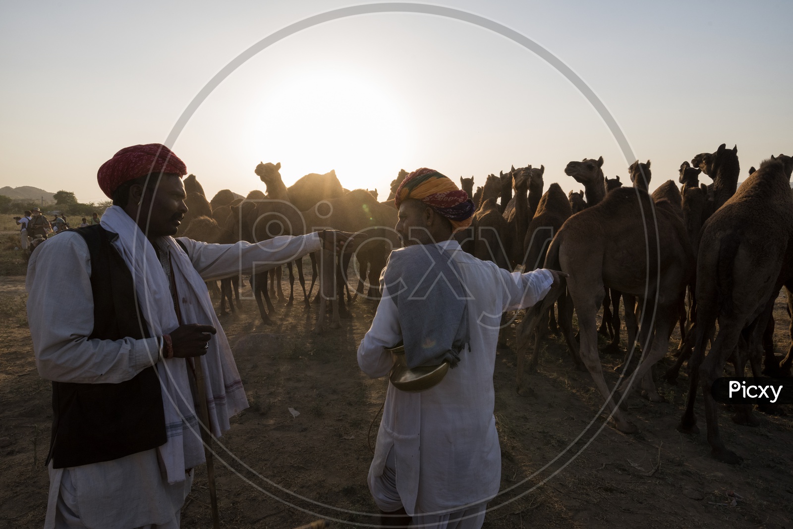 A Camel herders  With His Camels in Pushkar Camel Fair