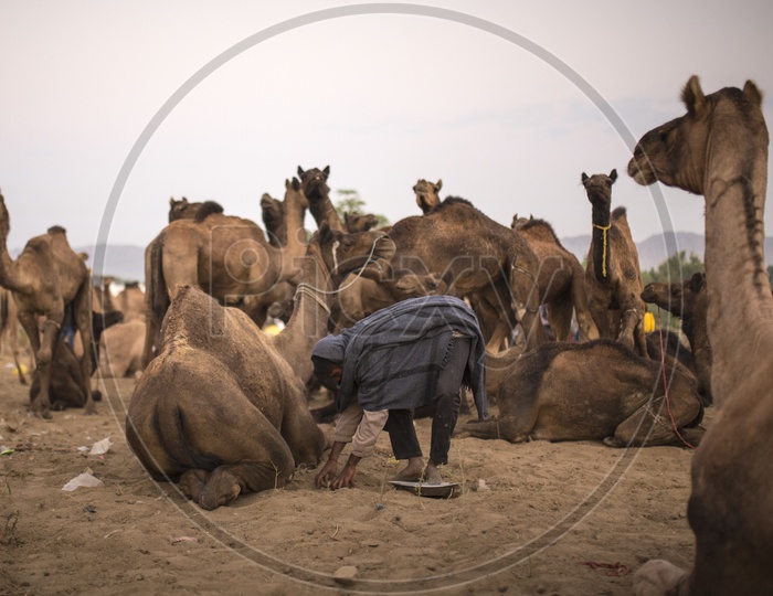 Camel Herders With Camels in Pushkar Camel Fair