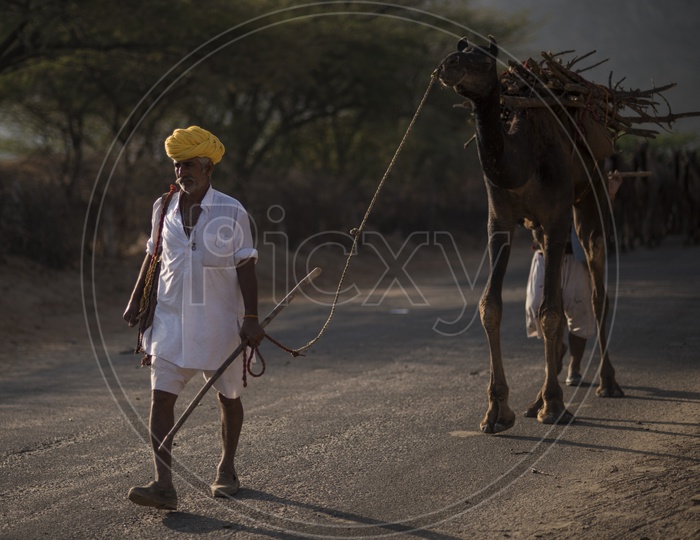A Camel Herder With His Camel In Pushkar Camel Fair