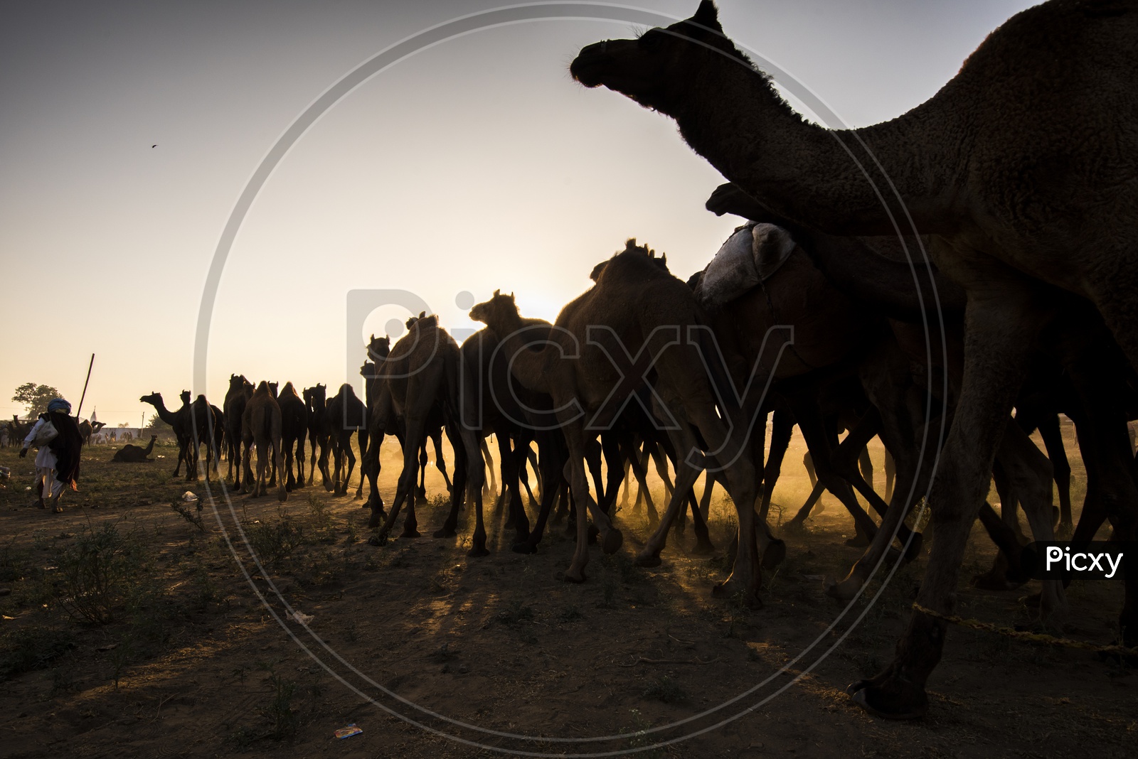Silhouette of Camels In Pushkar Camel Fair