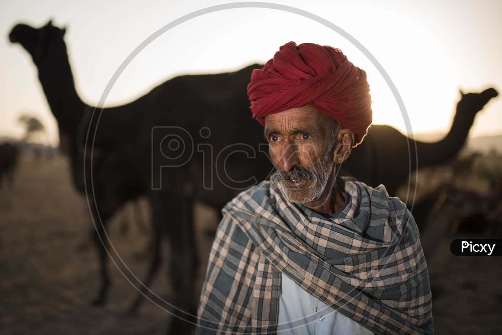 Portrait of a camel herder in Pushkar Camel Fair