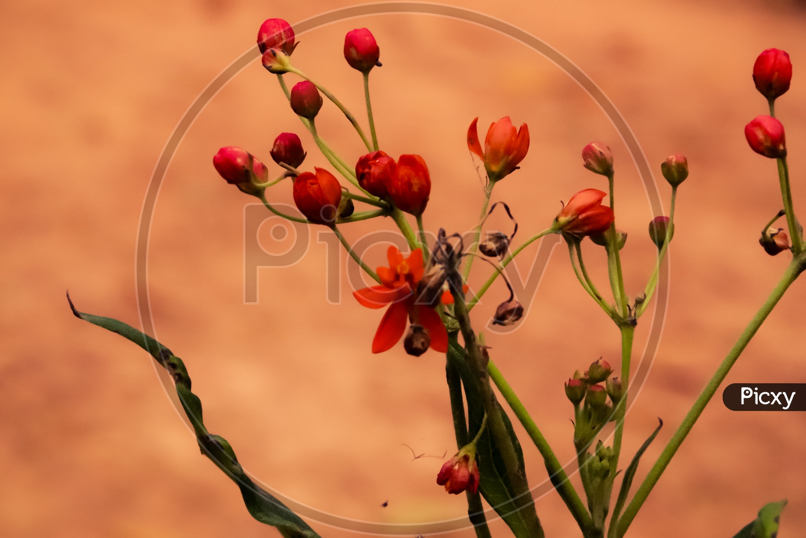 Red flower Buds