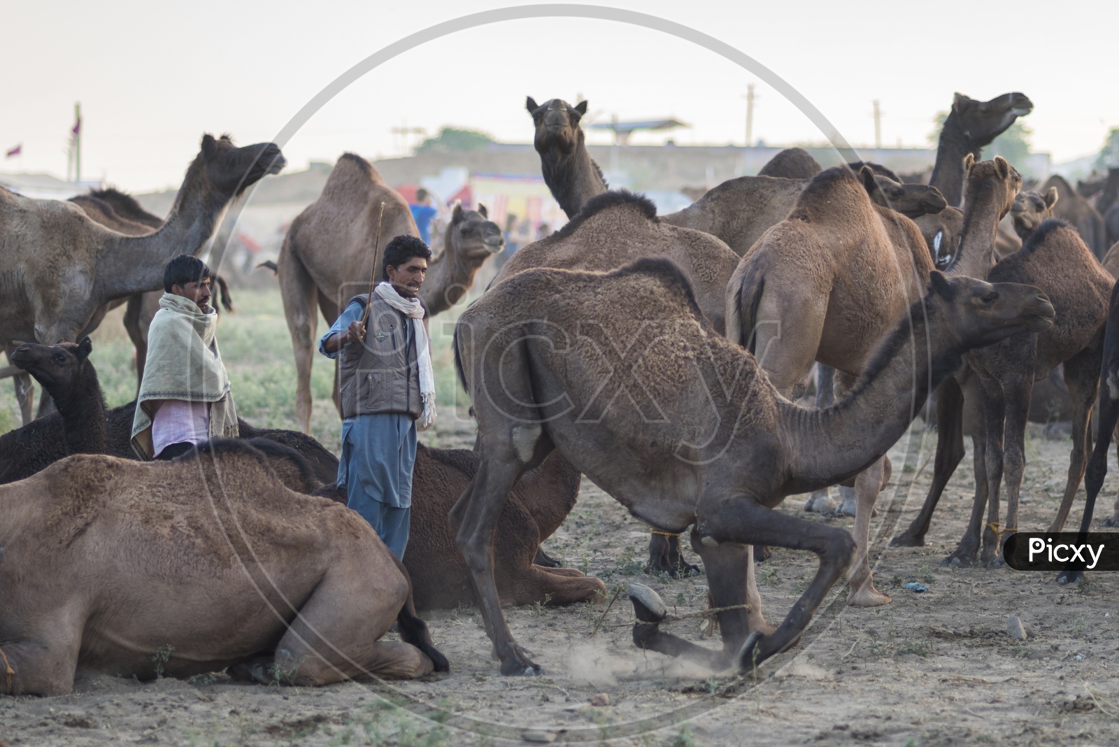 A Camel herder With His Camels in Pushkar Camel Fair