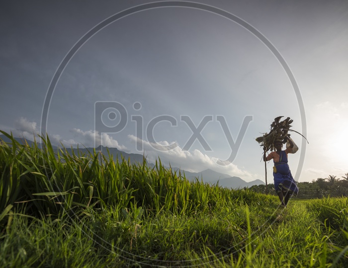 An old Woman Carrying Weights On her head in a Paddy Field