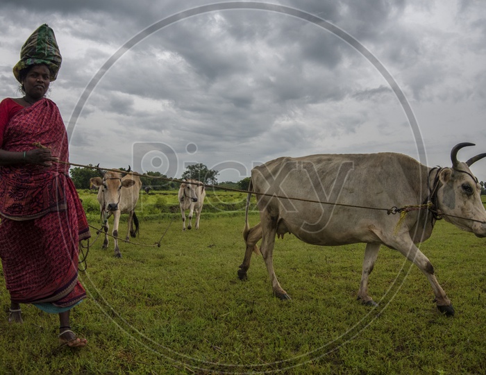 A women Farmer with Cow's