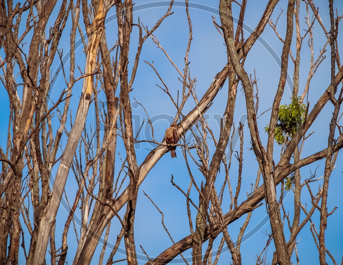 Bird on Tree