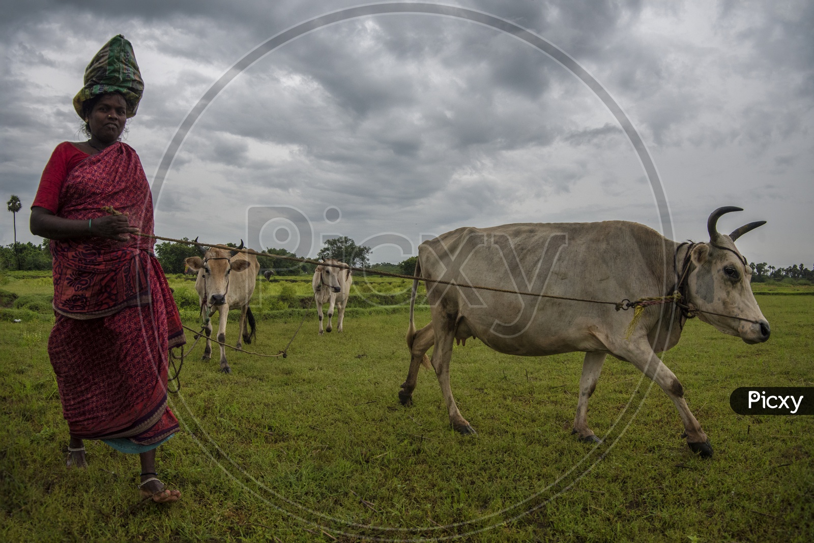 A women Farmer with Cow's