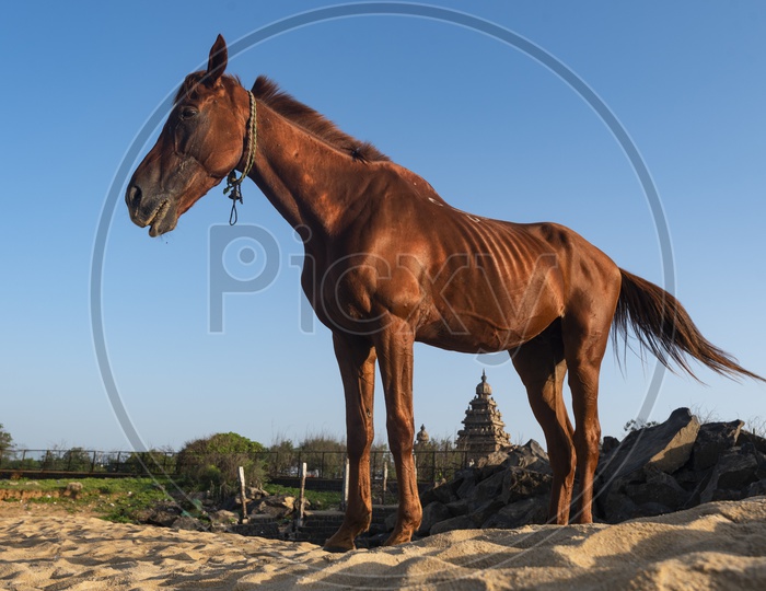 Brown Horse on the beach