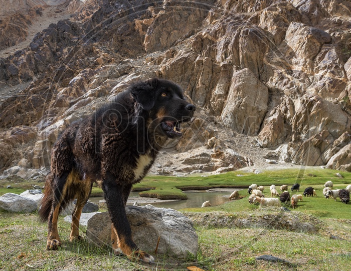 A Dog in Valleys of Leh