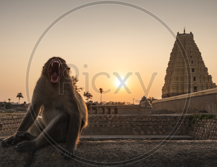 Monkey outside a temple