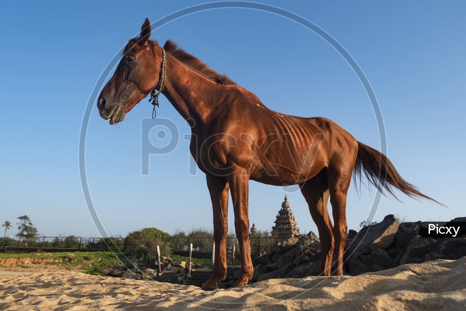 Brown Horse on the beach