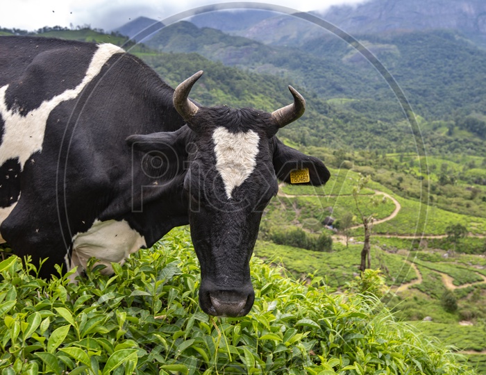Animal - Cow in Munnar