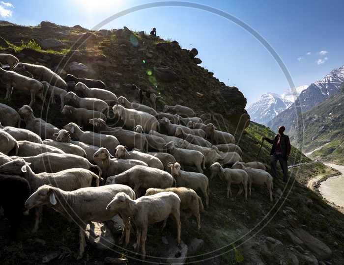 Herd of sheep on the Leh hill