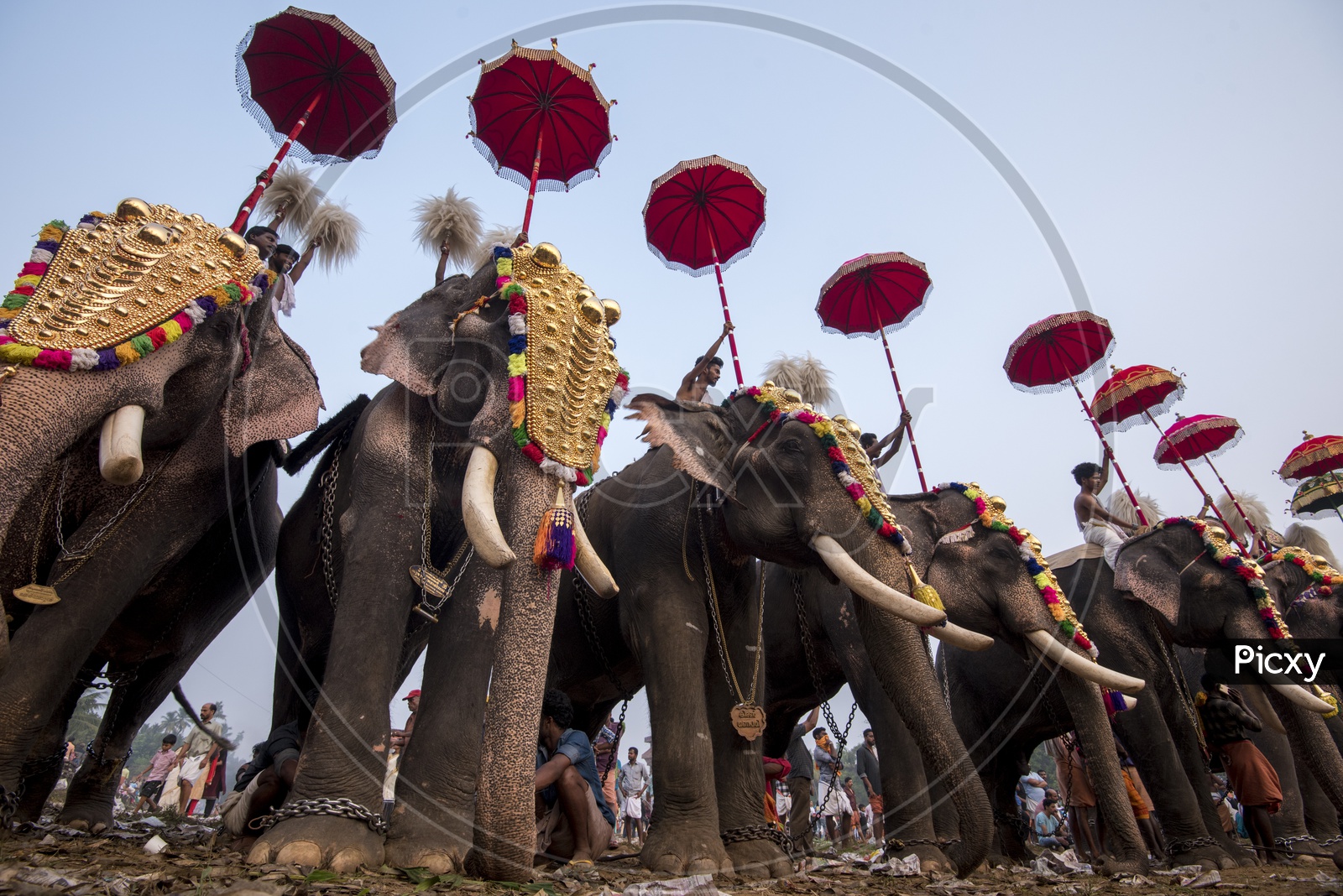 Elephants in Arattupuzha Pooram Festival