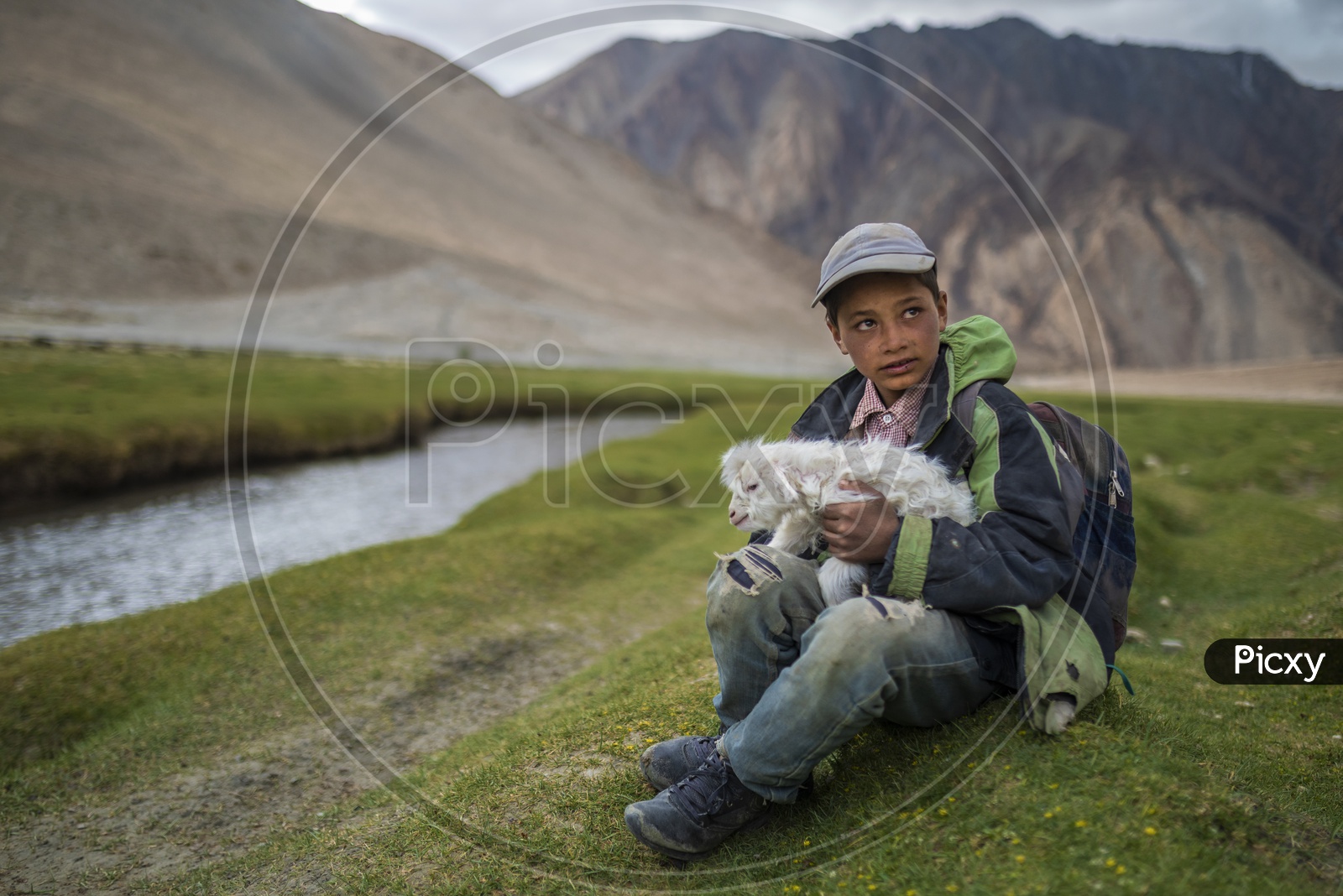 A Boy holding Sheep in the River valleys of Leh
