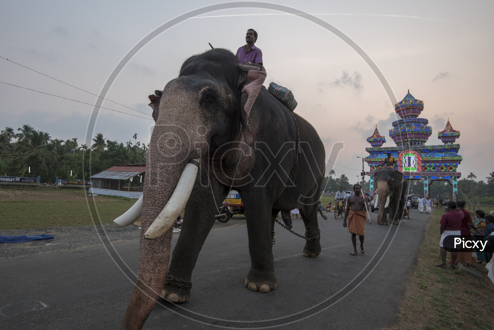 Elephants going to Arattupuzha Pooram Festival