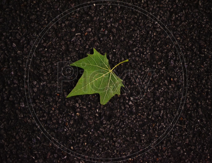 Leaf on Road