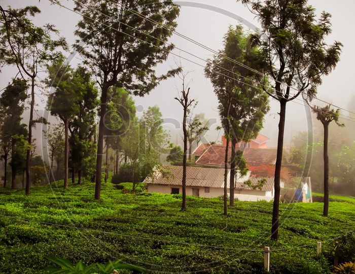 Misty morning in tea estate of a hill station