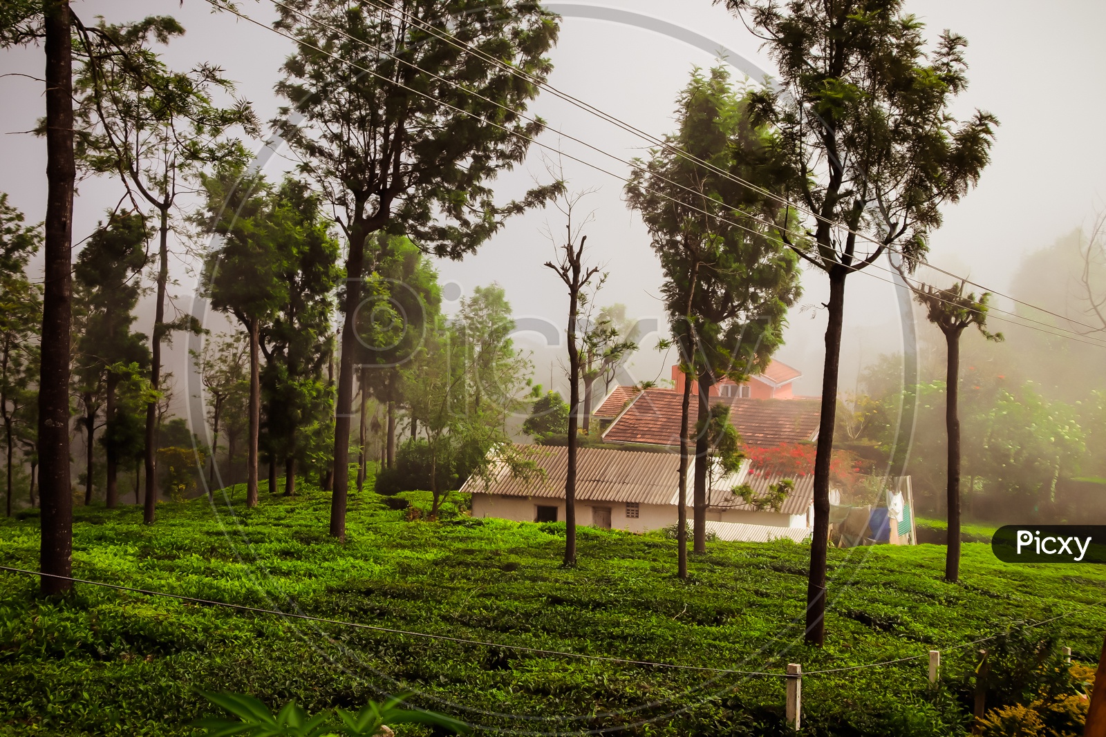 Misty morning in tea estate of a hill station