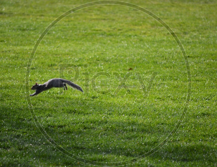 Jump of a squirrel