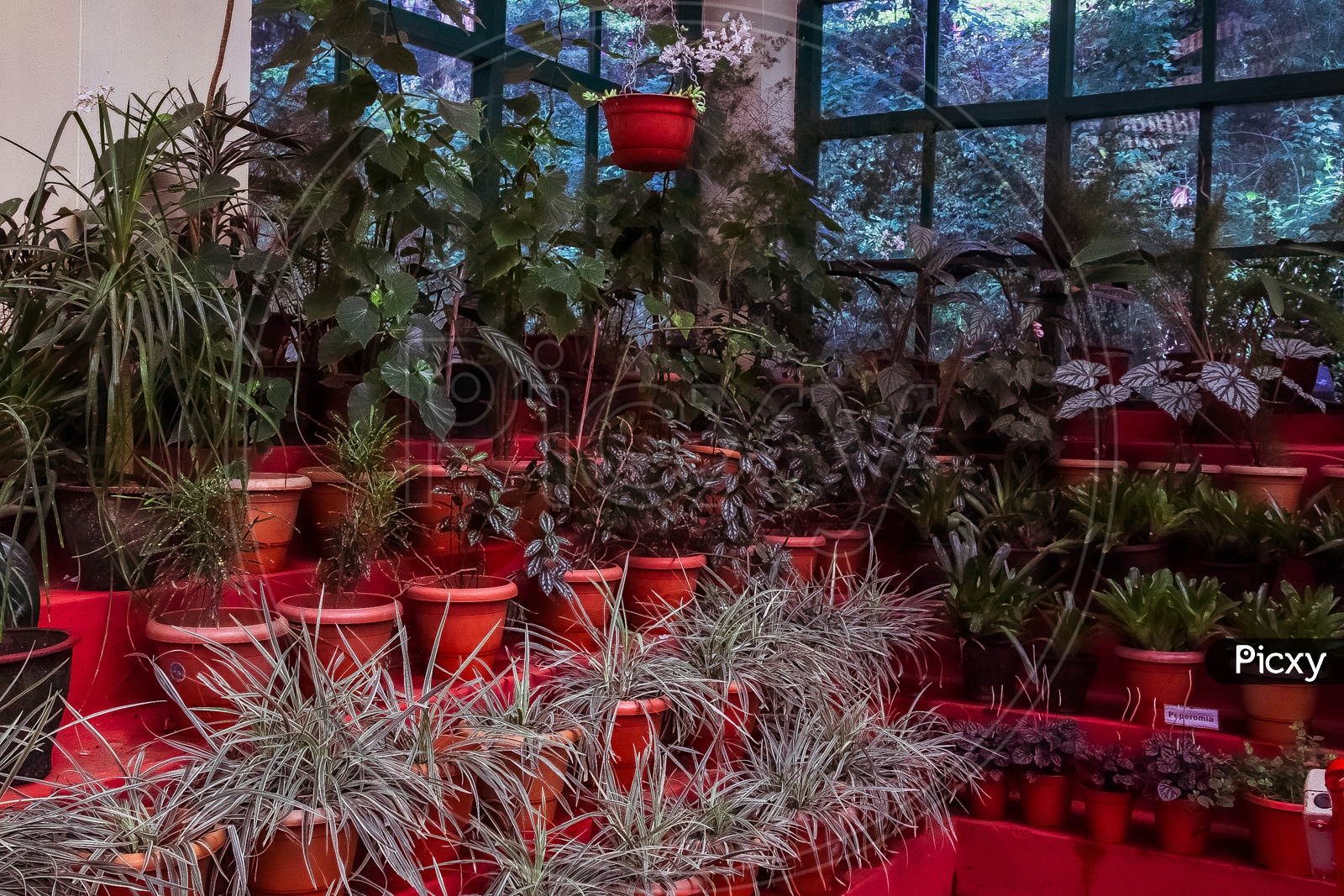 Plants in a glasshouse